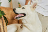 Photo Image of a Large White Dog Sitting on the Couch with His Owner.